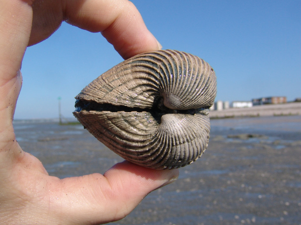 Fossil