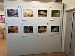 A image of a wall with 8 photographs on.